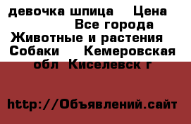 девочка шпица  › Цена ­ 40 000 - Все города Животные и растения » Собаки   . Кемеровская обл.,Киселевск г.